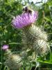 Thistle 1