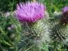 Thistle 2