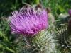 Thistle 3