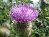 Thistle 4