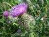 Thistle 5